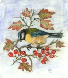 Mésange bleue sur aubépine